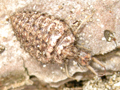 Euroleon nostras larva